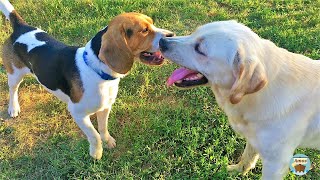 Labrador and Beagle | Playing in backyard by Amos 2,249 views 2 years ago 4 minutes, 28 seconds