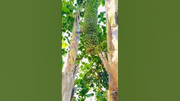 cách thu hoạch bắp chuối quai chuối trái khá là nhiều quà dài