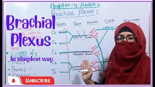 Brachial plexus anatomy || roots, trunks,divisions ,cords and branches || muscles with nerve supply
