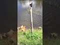 犬がワニに食べられる動画