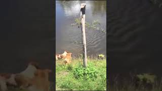 犬がワニに食べられる動画