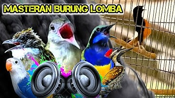 Full Masteran Kapas Tembak Kenari Cililin cucak jenggot lovebird | Audio Jernih Durasi Panjang