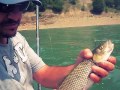 Mavrovski..KLEN.. .Oki ribar. Chub fishing