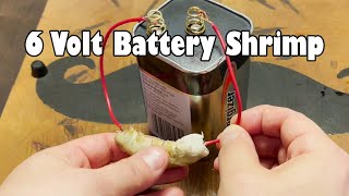 Can You Cook a Shrimp With a 6 Volt Battery?