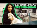 Day in the Life of a Veterinarian