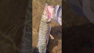 Kolejny szczupak rozgrzewka przed sezonem #wędkarstwo #fishing