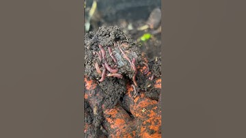 #worms #redwigglers #gardening #composting #vermicompost #vermicomposting #compost #craigscompost