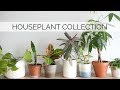 MY HOUSEPLANT COLLECTION | 12 easy & low-maintenance plants