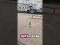 Jurassic Burger King #bird #dinosaur #burgerking #wildlife