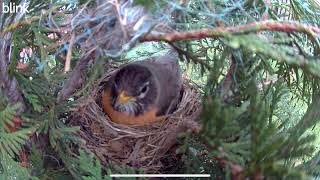 Backyard Bird Nest   Part 3   SD 480p