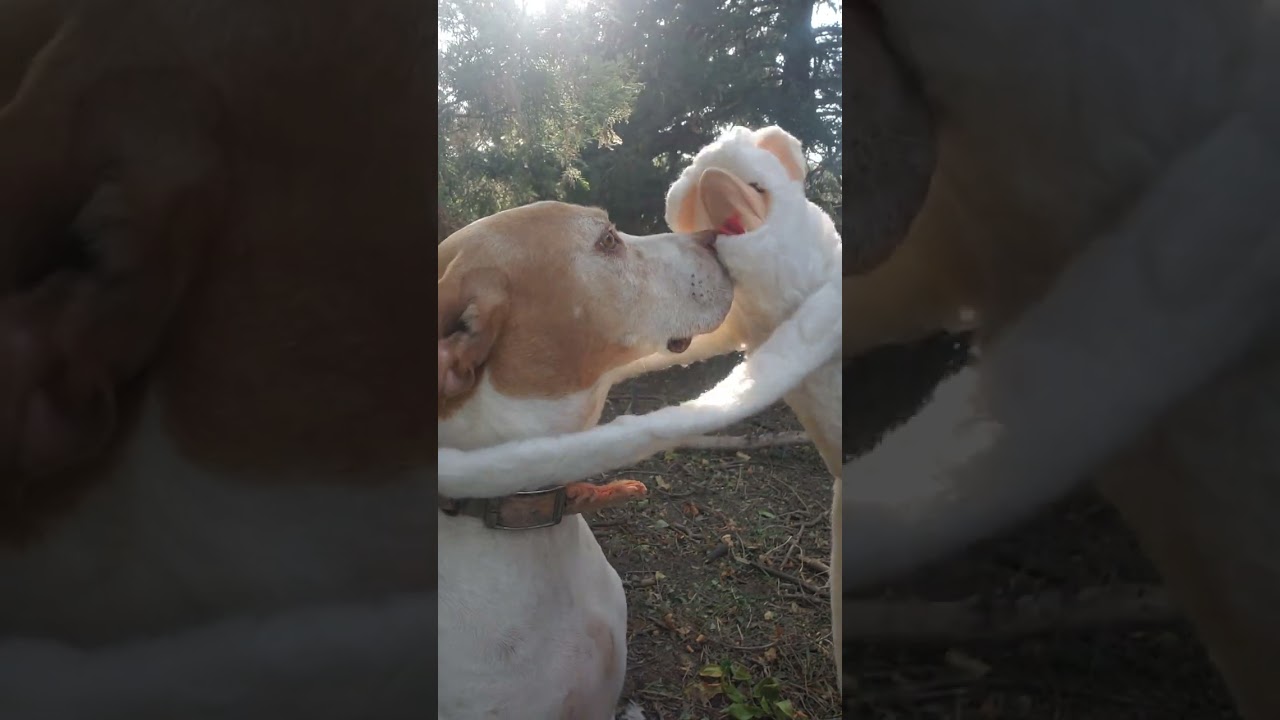 Harry sings to Duke again.....this time....its weird!  😬 🎶 