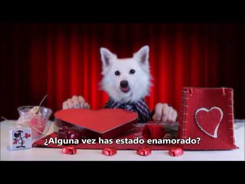 Lección 461: Participio Pasado  Presente Perfecto en Ingles parte 1