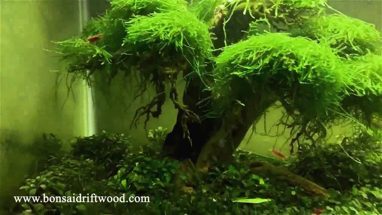 Bonsai Aquascape Buce Aquascape Ideas
