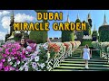 Dubai miracle garden  worlds largest natural flower garden  travelites