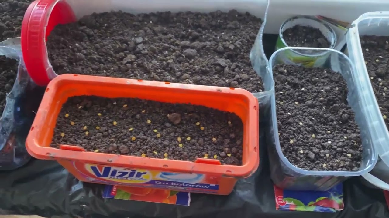 Сію розсаду помідорів перець і баклажани. 28.02.2026