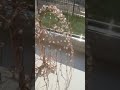 Wire Art - Sparkling crystal wire willow tree sculpture