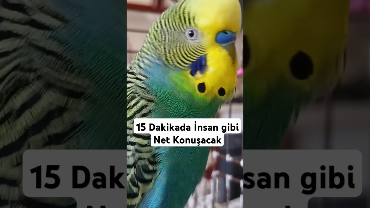 Hergün 15 Dakika Dinleterek Konuşturub #muhabbetkuşu #muhabbetkuşufıstık #muhabbetkuş #birds