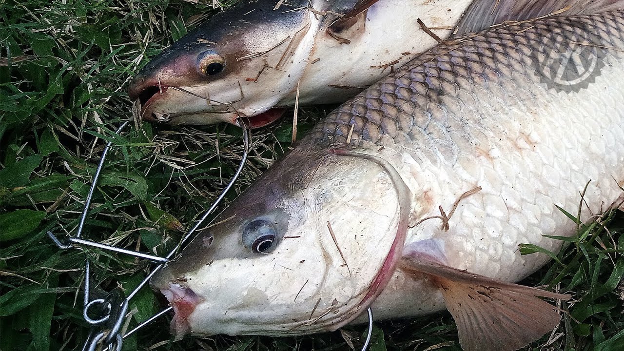 'POT KABEL', SG SELANGOR, FRUIT VALLEY,  JUN2023