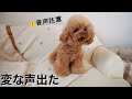 【音声注意】流行りの「犬が反応する音」で奇声を上げるトイプードル