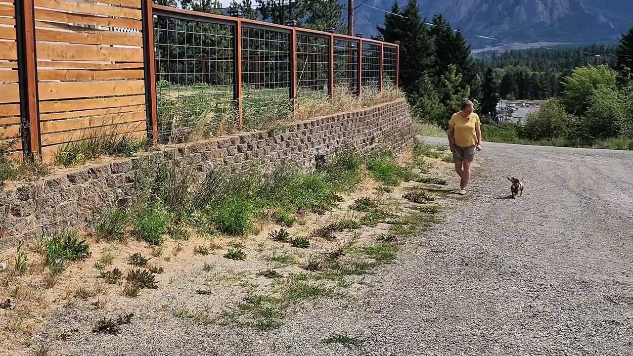 Dachshund Training Demo: Walking on a Lose Leash