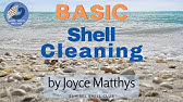 Shell Cleaning Technique | Muriatic Acid | Bring out Colors in Shell! | Tutorial Tuesday Ep. 2 - YouTube