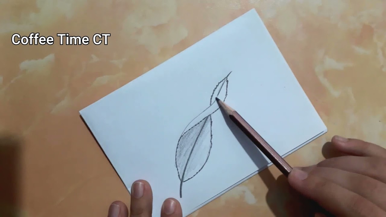 Sketch of leaf | How to draw bent, curled, folded, twisted leaf | Plant, nature | Coffee Time CT