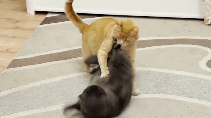 Video 6917201: russian blue female cat, russianbluecats cat, gray cat, ginger cat