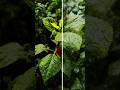 Cinematic Reels Editing Tutorial | CapCut Tutorial | #shorts #capcut #edit