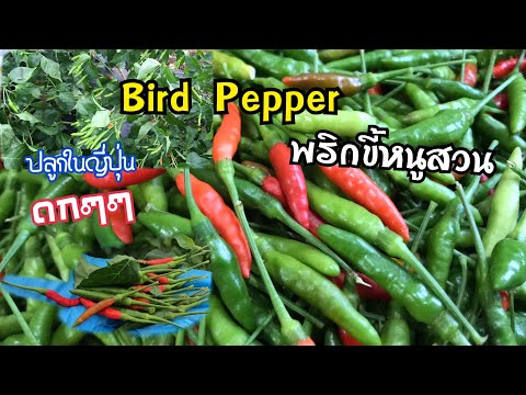 พริกขี้หนูสวน Bird Peppers | ดูพริกขี้หนูสวน เม็ดแคระ สามารถปลูกในต่างแดน(ญี่ปุ่น)ได้แบบดกๆ 260920