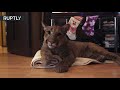 Puma in da house: Cougar named Messi ‘adopted’ by Russian couple