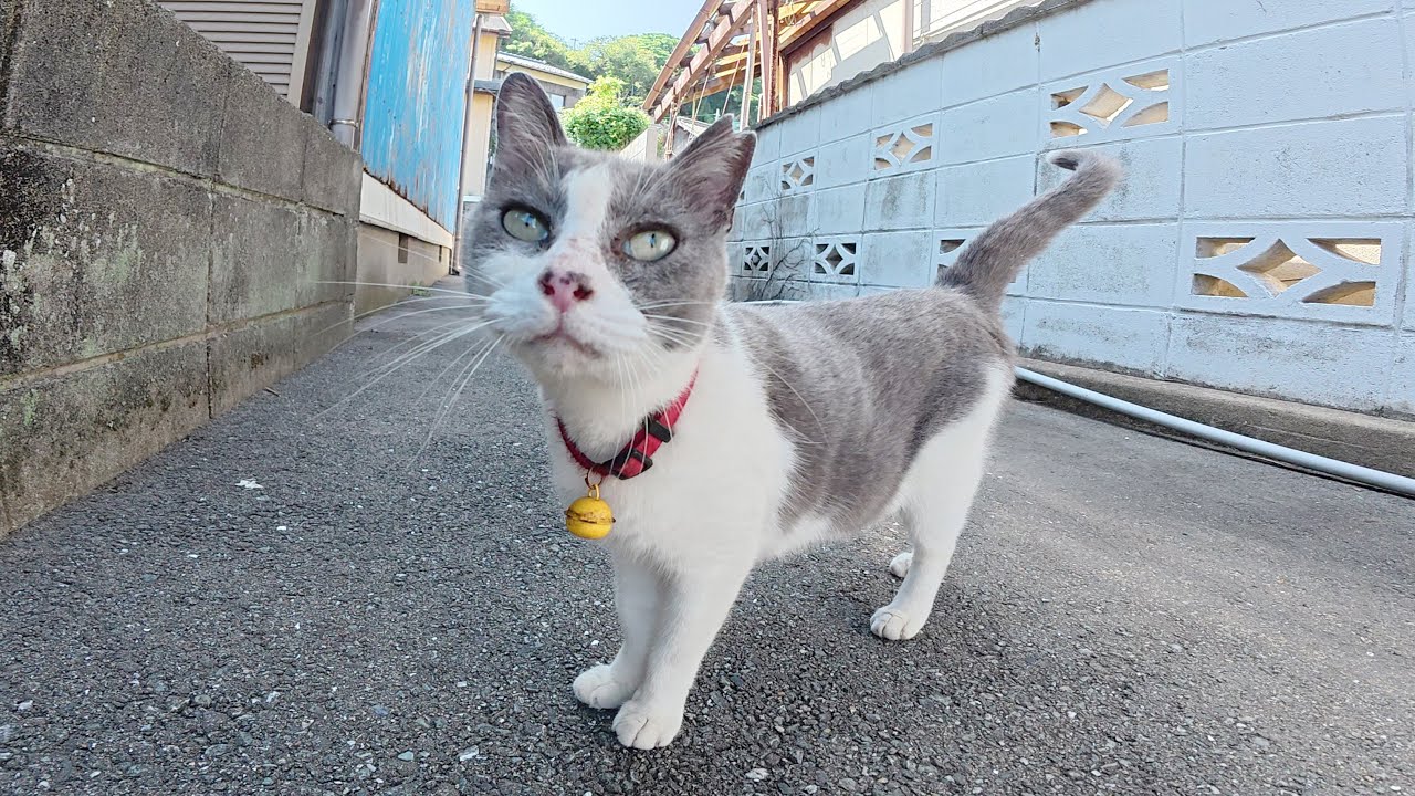 I met a cat that looked like Doraemon in the back alleys of the