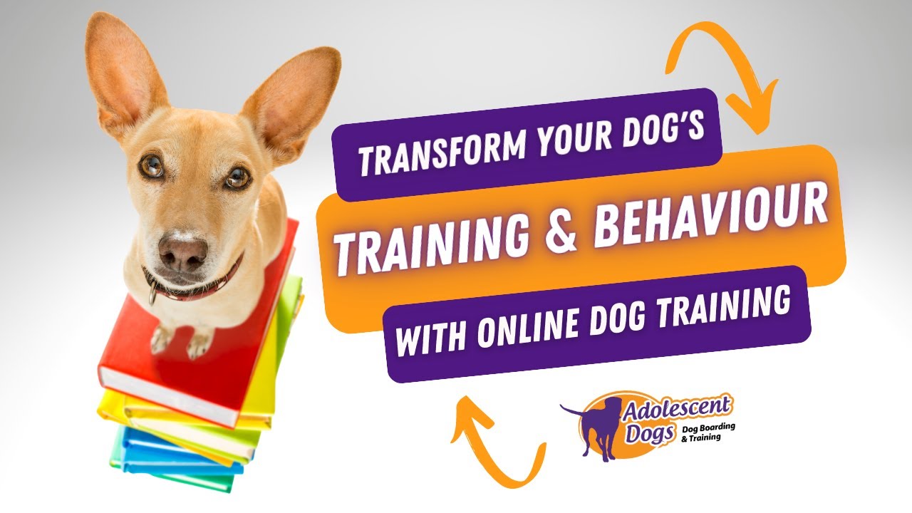 Online Dog Training Academy Free Trial YouTube