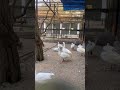 Duck #trending #youtubeshorts #viral