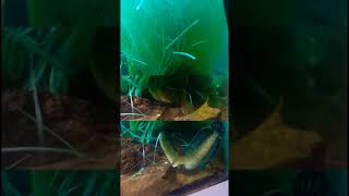 Perjodohan Channa Andrao  Breeding Andrao shorts channa andrao breedingchannaandrao