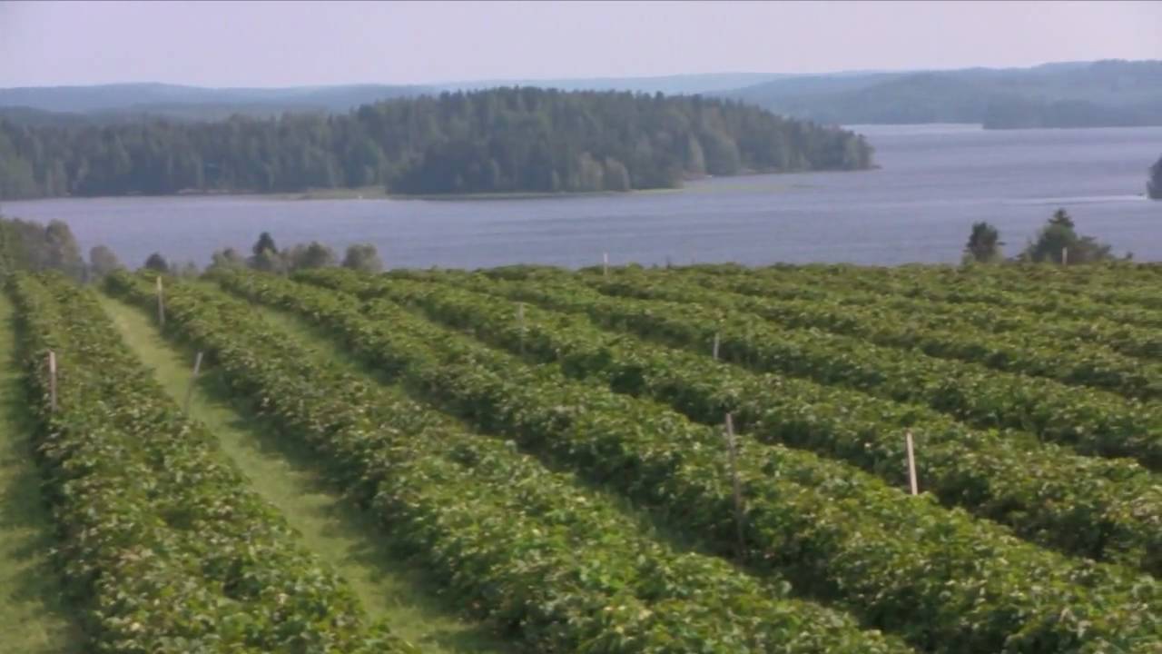 yrj-l-n-marjatila-youtube