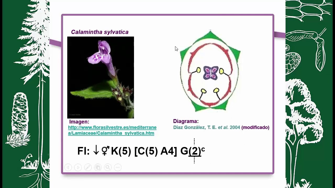BOTÁNICA MORFOLÓGICA (FLOR) FORMULA Y DIAGRAMA FLORAL YouTube