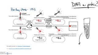 DNA -  Griffith and Hershey Chase