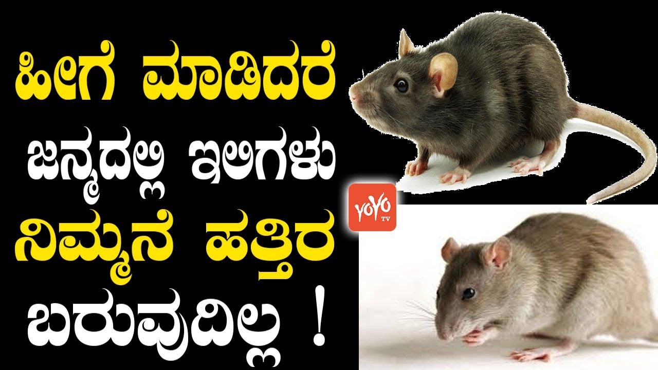Rat House In Kannada