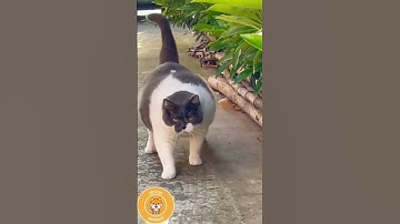 Thumbnail of kucing gemuk lucu #kucinglucu #kucing #shorts