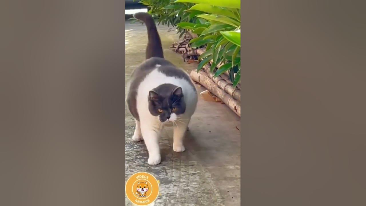 kucing gemuk lucu #kucinglucu #kucing #shorts