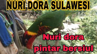 nuri dora pintar bersiul
