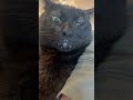 ミルク飲み終わりでわんぱくさが出てる大丸くん #野良猫から家猫へ #黒猫 #猫のいる暮らし