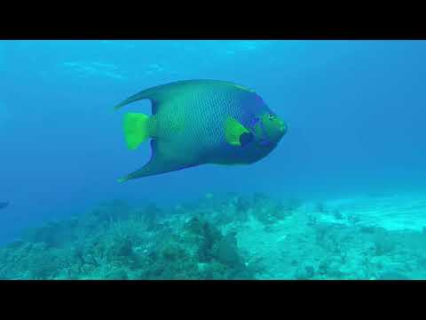 Cozumel Mexico Diving 2022 Dive with Martin