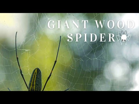 Wood Spider