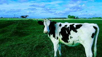 Herding cows with drone - Real time adventure