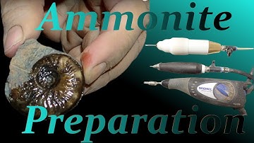 Fossil Preparation  Ammonite Graphoceras
