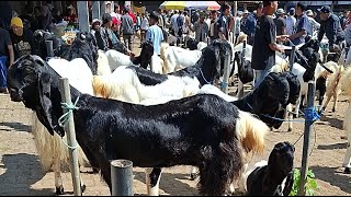 Pasar Kambing Kaligesing hari ini 11 Juli 2026