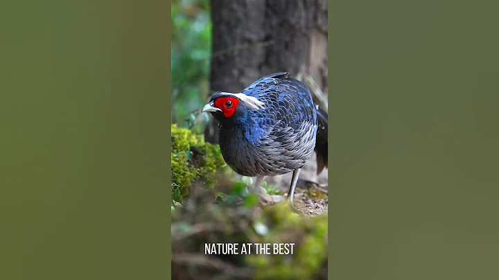Discover the Wild World of Pheasant Foraging: A Nature Adventure!