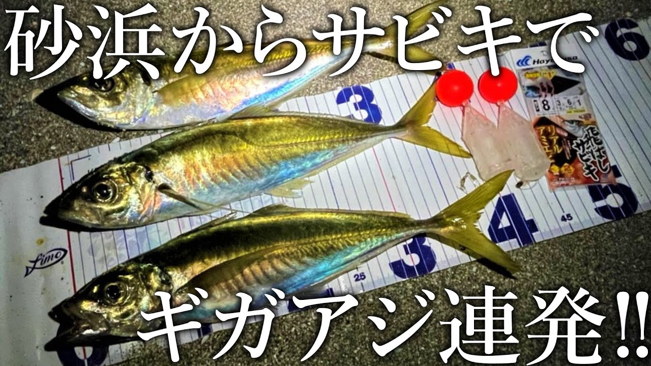 【砂浜で40cmのアジが釣れる！】サーフからぶっこみサビキを投げるとギガアジが連発しました。