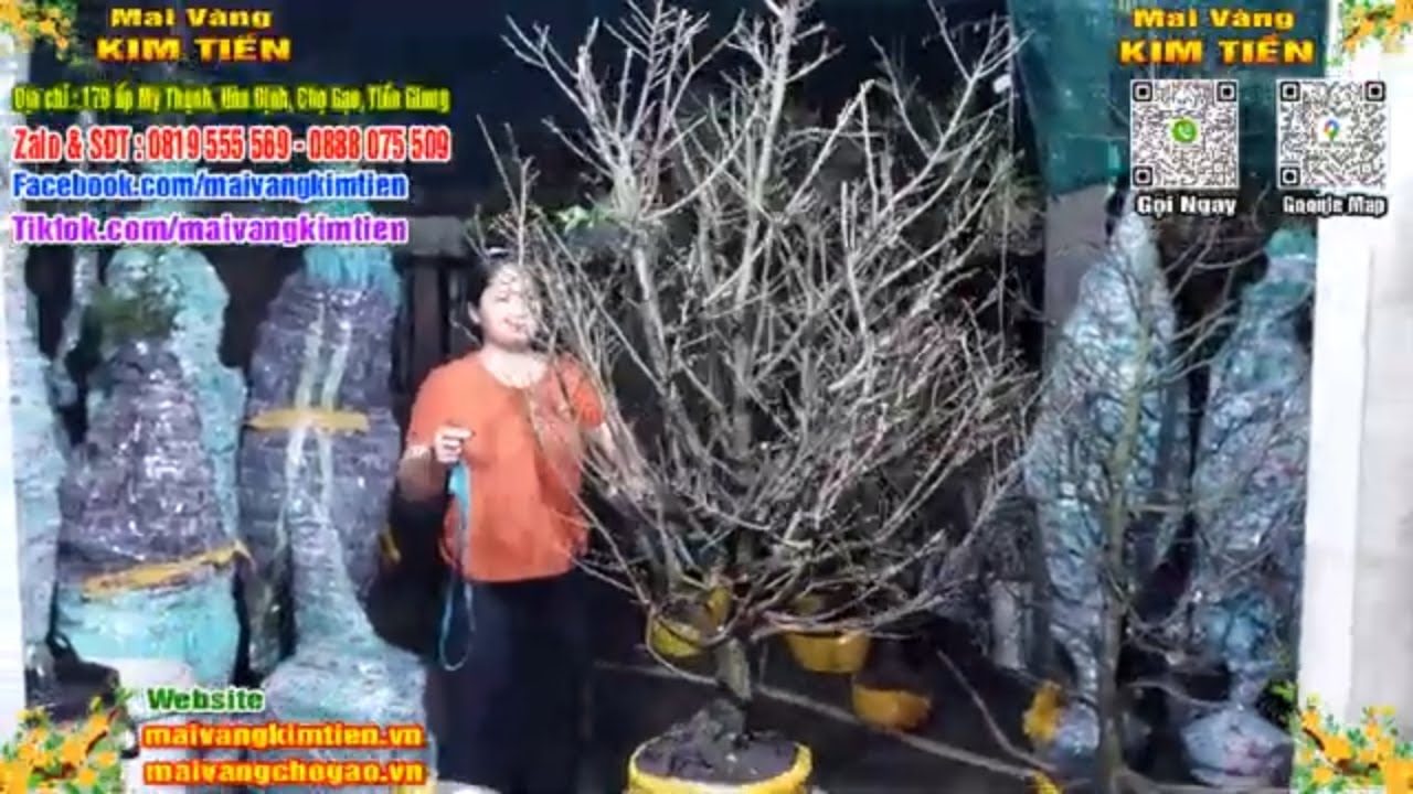 Phôi Mai Thủ Đức Giá Rẻ Bao Ship Bao Sống Toàn Quốc - Mai Vàng Kim Tiền Chợ Gạo